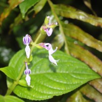 Coleus kanneliyensis L.H.Cramer & S. Balas.